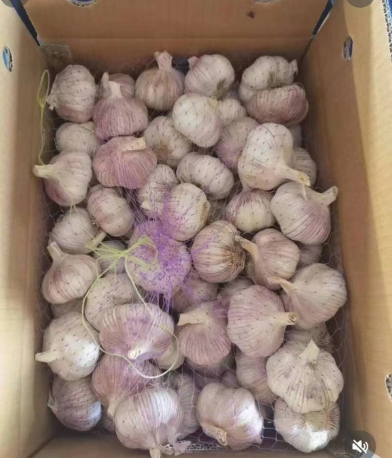 常年供应紫皮大蒜