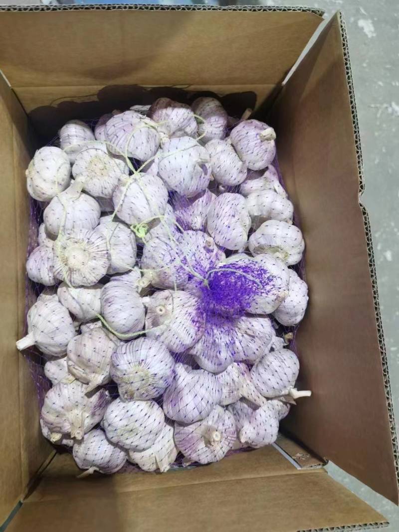常年供应紫皮大蒜