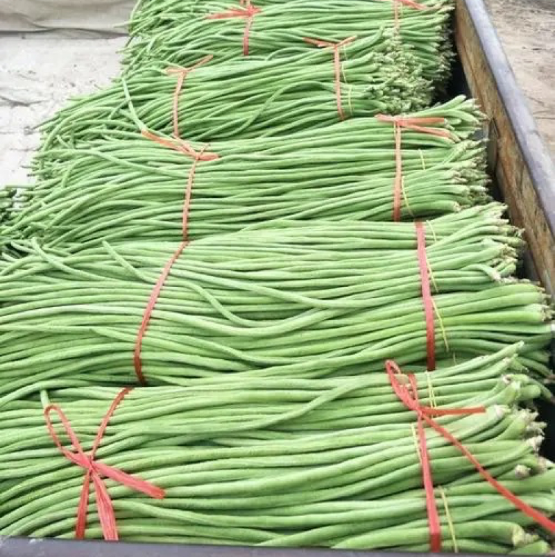 【牛商推荐】长豆角，广东徐闻长豆角，现大量上市中精品好货