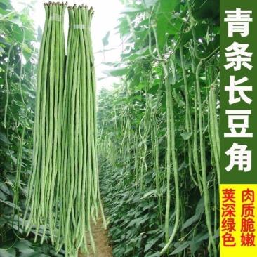 【牛商推荐】长豆角，广东徐闻长豆角，现大量上市中精品好货