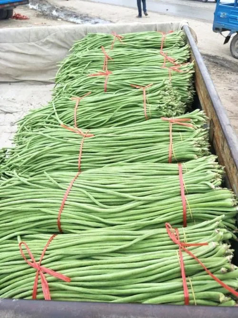 【牛商推荐】长豆角，广东徐闻长豆角，现大量上市中精品好货