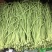 【牛商推荐】长豆角，广东徐闻长豆角，现大量上市中精品好货