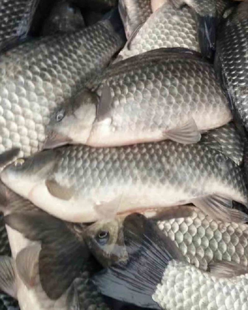 彭泽鲫