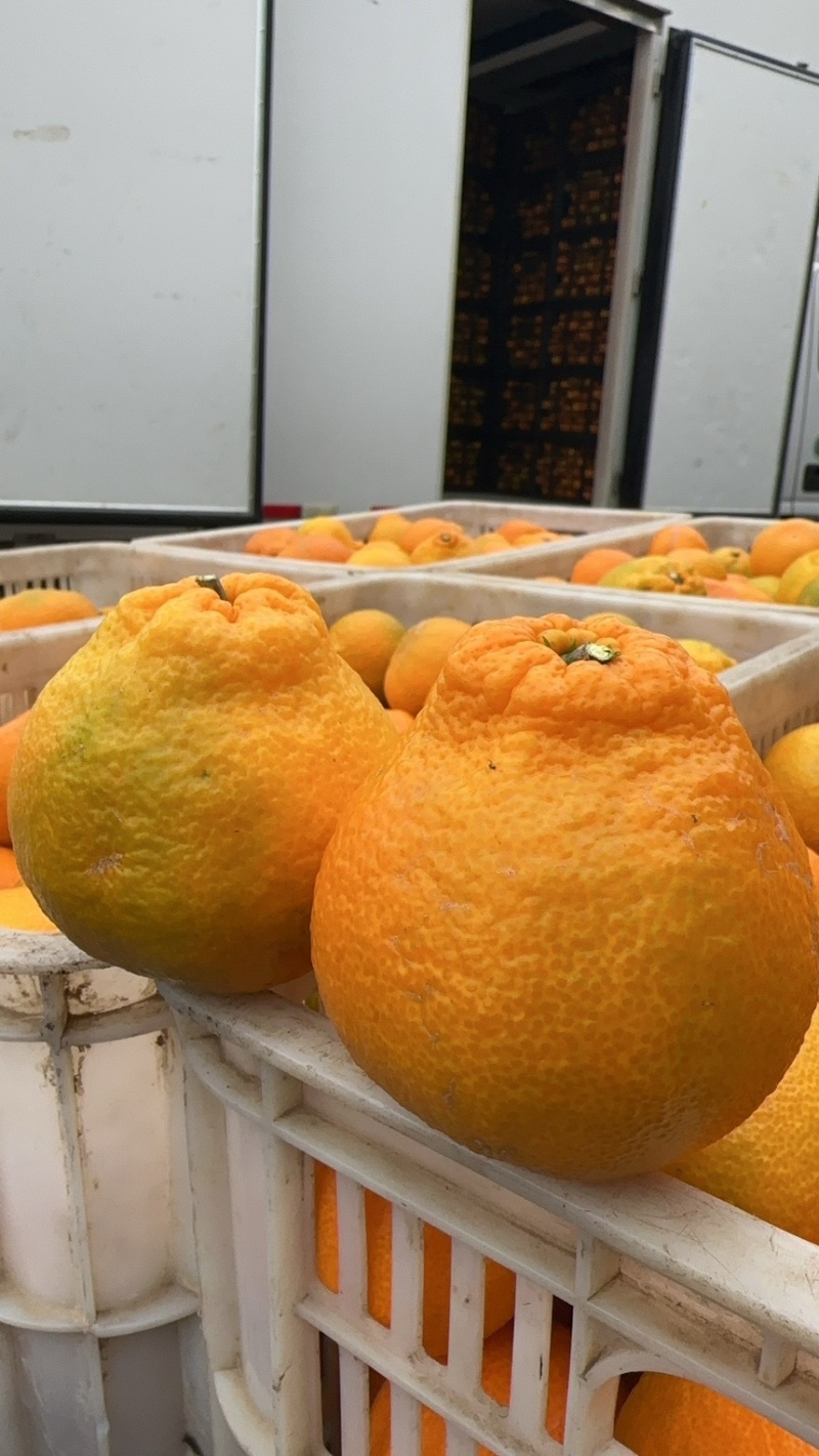 丑桔不知火假丑桔大炮果承接各大平台市场