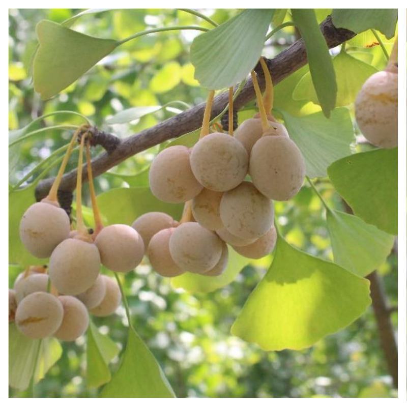 山东银杏果