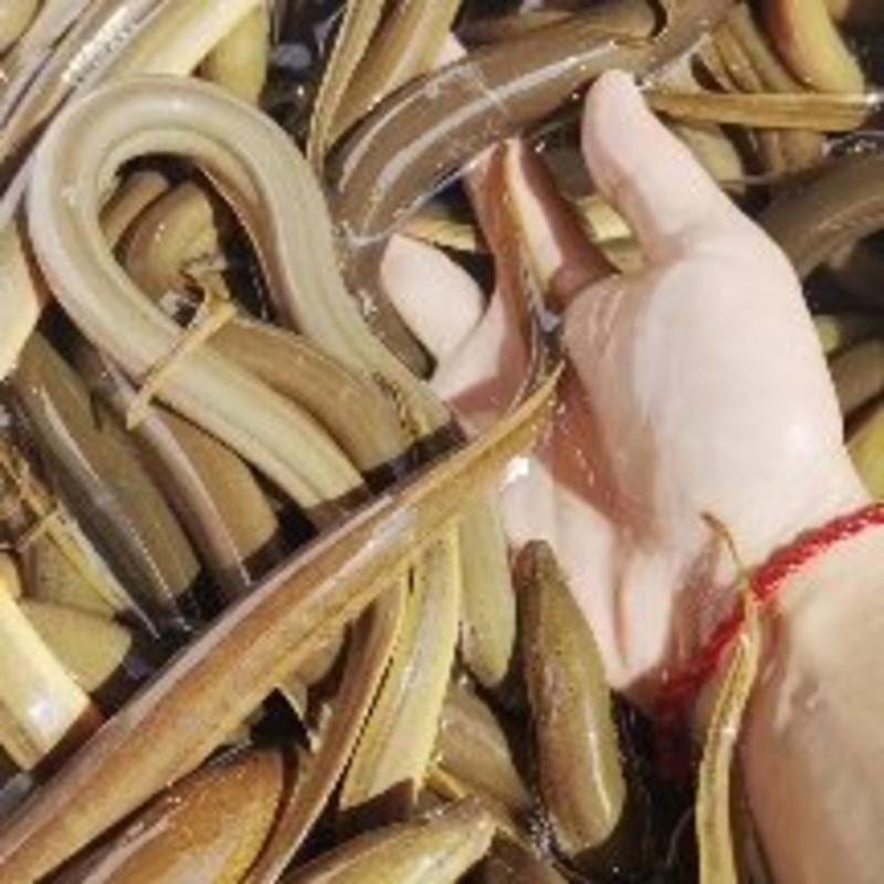 【荐】黄鳝水产物美价廉一手货源直发鲜活发货