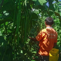 偏豆无筋豆小金豆大量上市需要的老板可以随时我