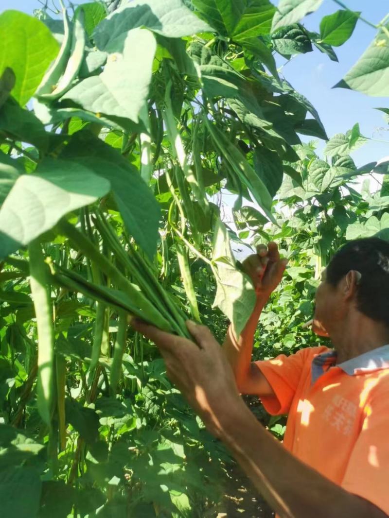 偏豆无筋豆小金豆大量上市需要的老板可以随时联系我