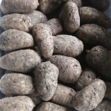 天麻陕西杂交天麻半斤以上货量充足需要的联系