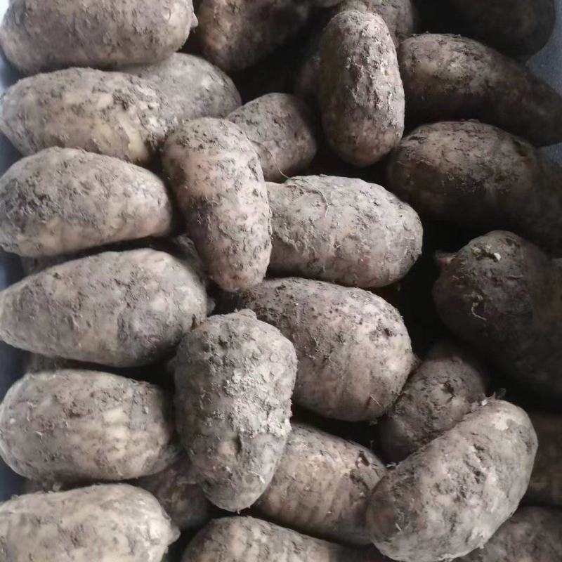 天麻陕西杂交天麻半斤以上货量充足需要的联系