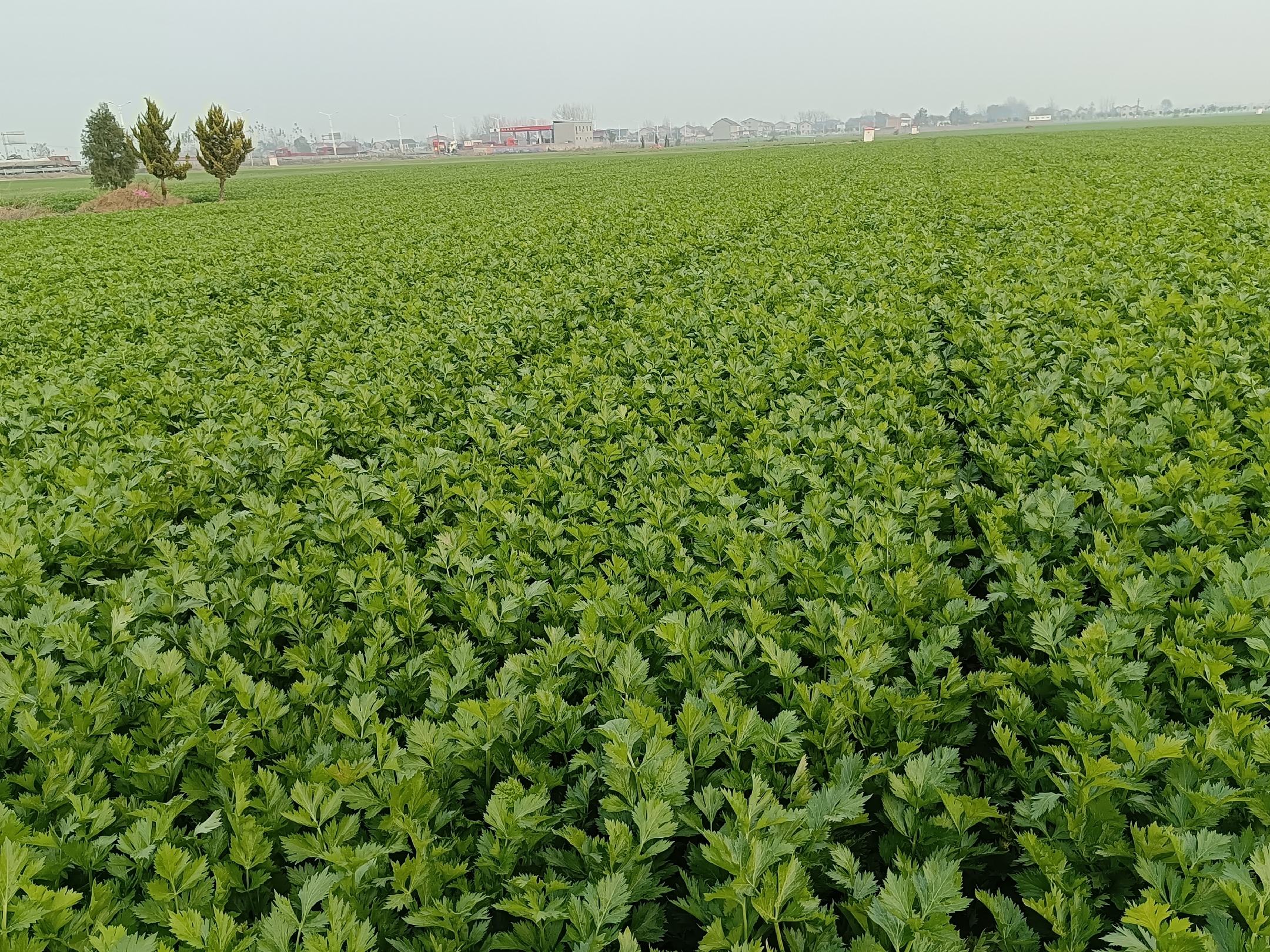 成品图：西芹腰果摆盘展示
