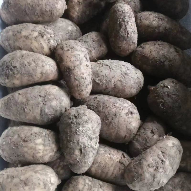 天麻