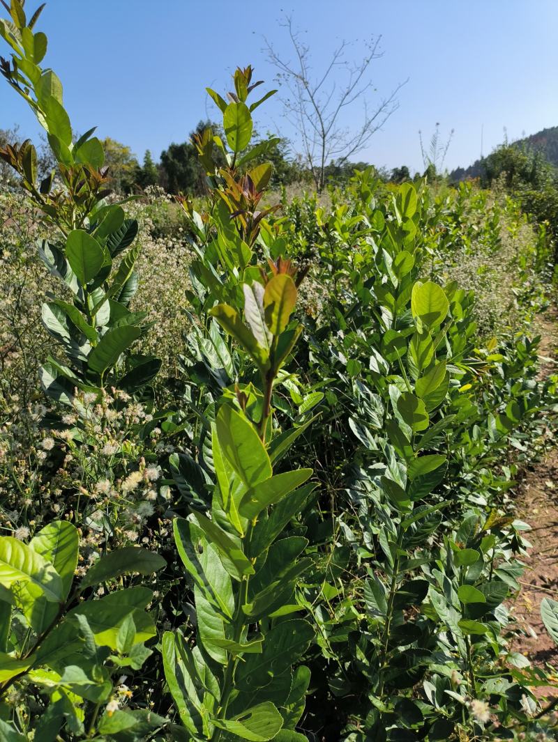 柠檬苗正宗香水柠檬苗嫁接苗健康苗提供技术