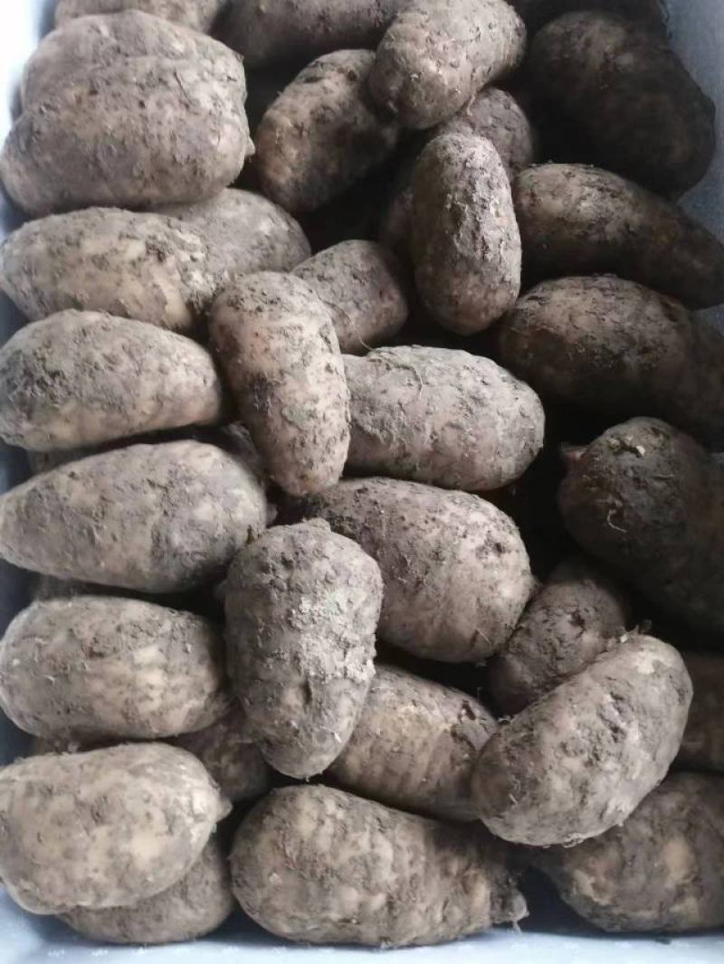 干天麻陕西汉中天麻干个子麻价格优势要的联系