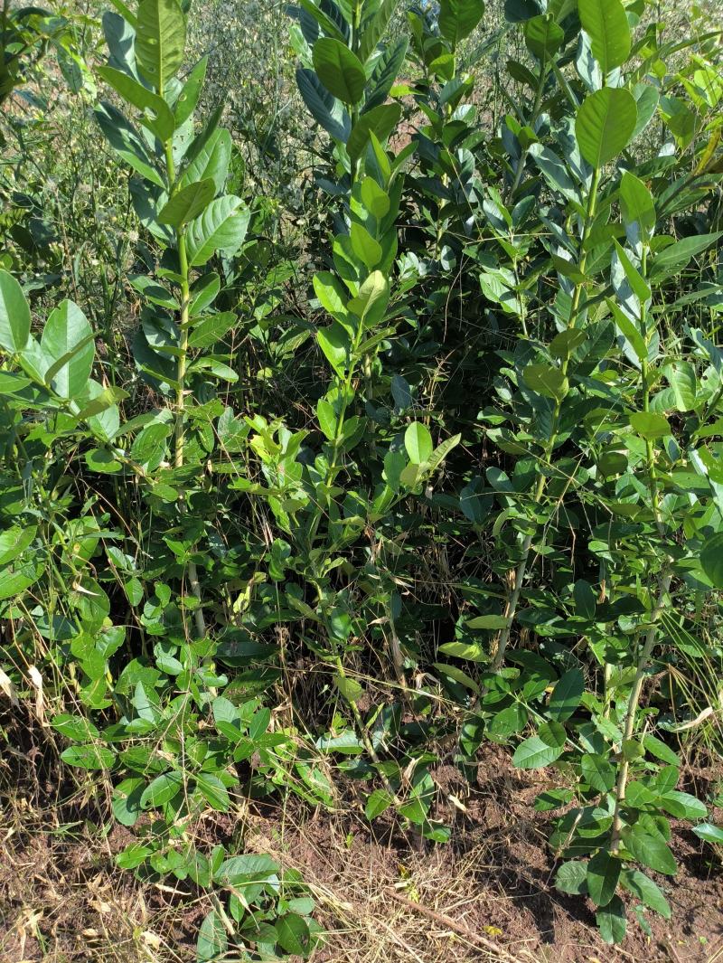 柠檬苗正宗香水柠檬苗嫁接苗健康苗提供技术