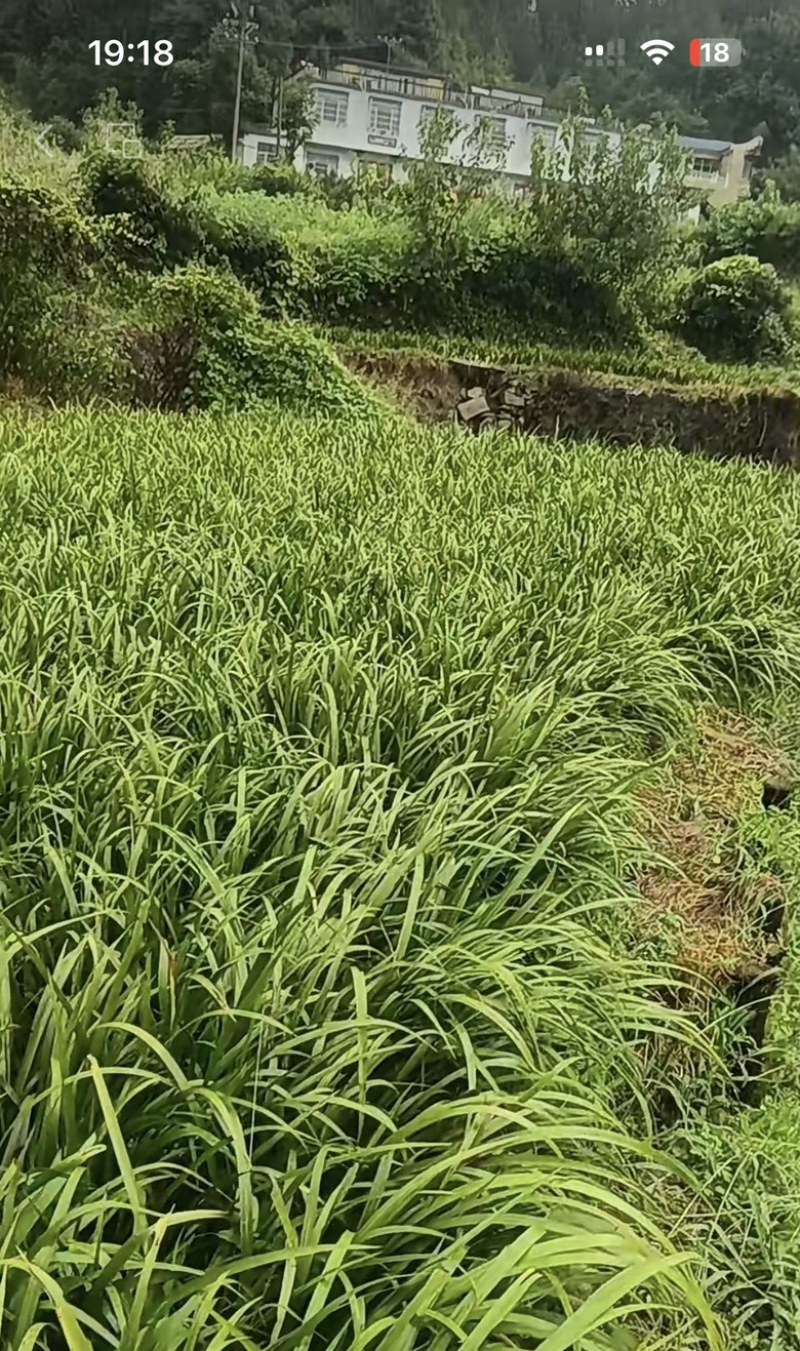 各种药材种苗，长期有货