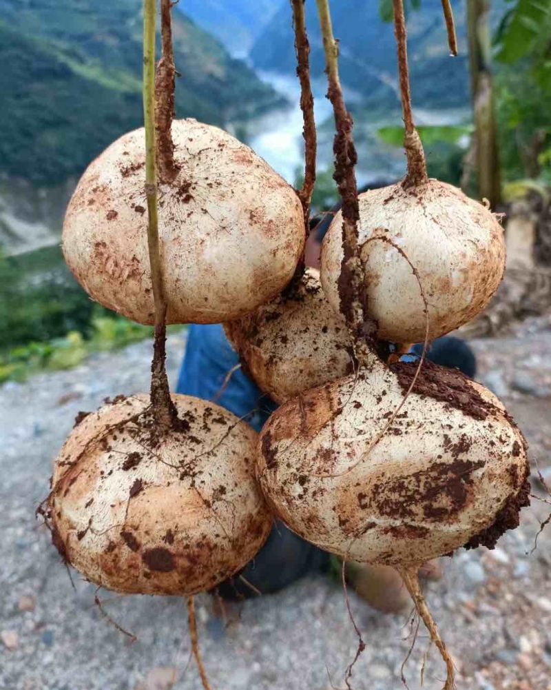 凉山土瓜