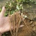 《热卖》芍药苗基地育苗发货质量优不成活补苗