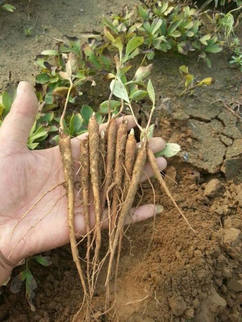 《热卖》芍药苗白芍苗芍药种子基地育苗发货质量优不成活补苗