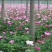 《热卖》芍药苗基地育苗发货质量优不成活补苗