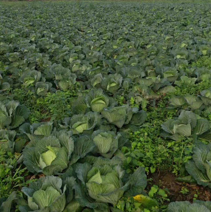 本地精品莲花白、各种品种欢迎选购