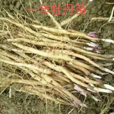 《热卖》基地育苗牡丹苗凤丹苗油用牡丹苗牡丹苗价格