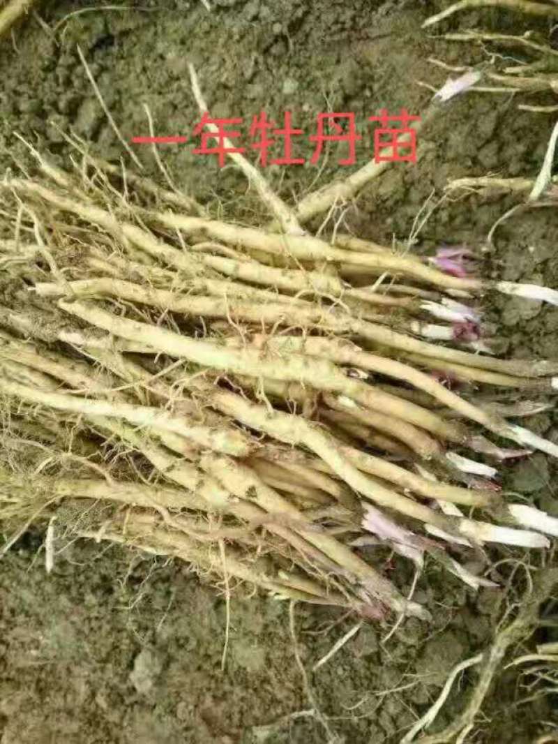 《热卖》基地育苗牡丹苗凤丹苗油用牡丹苗牡丹苗价格