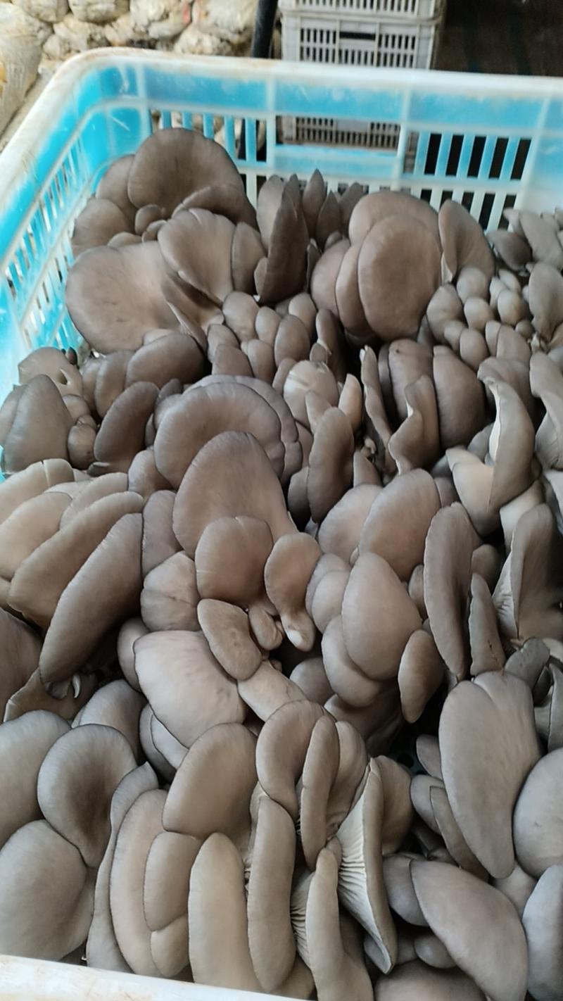 成安平菇基地，平菇现在大量上市了，产地直销，质量好。