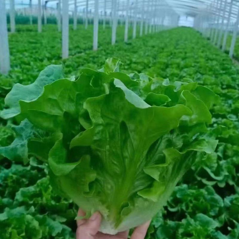 意大利生菜大量有货，新鲜采摘上市，大量批发诚信可靠