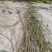 【推荐】海风藤，一手货源保质保量欢迎致电合作
