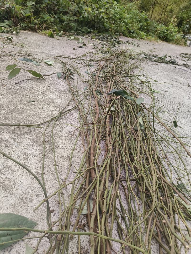 【推荐】海风藤，一手货源保质保量欢迎致电合作
