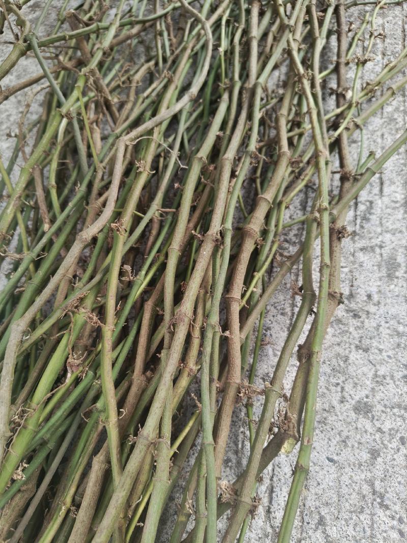 【推荐】海风藤，一手货源保质保量欢迎致电合作