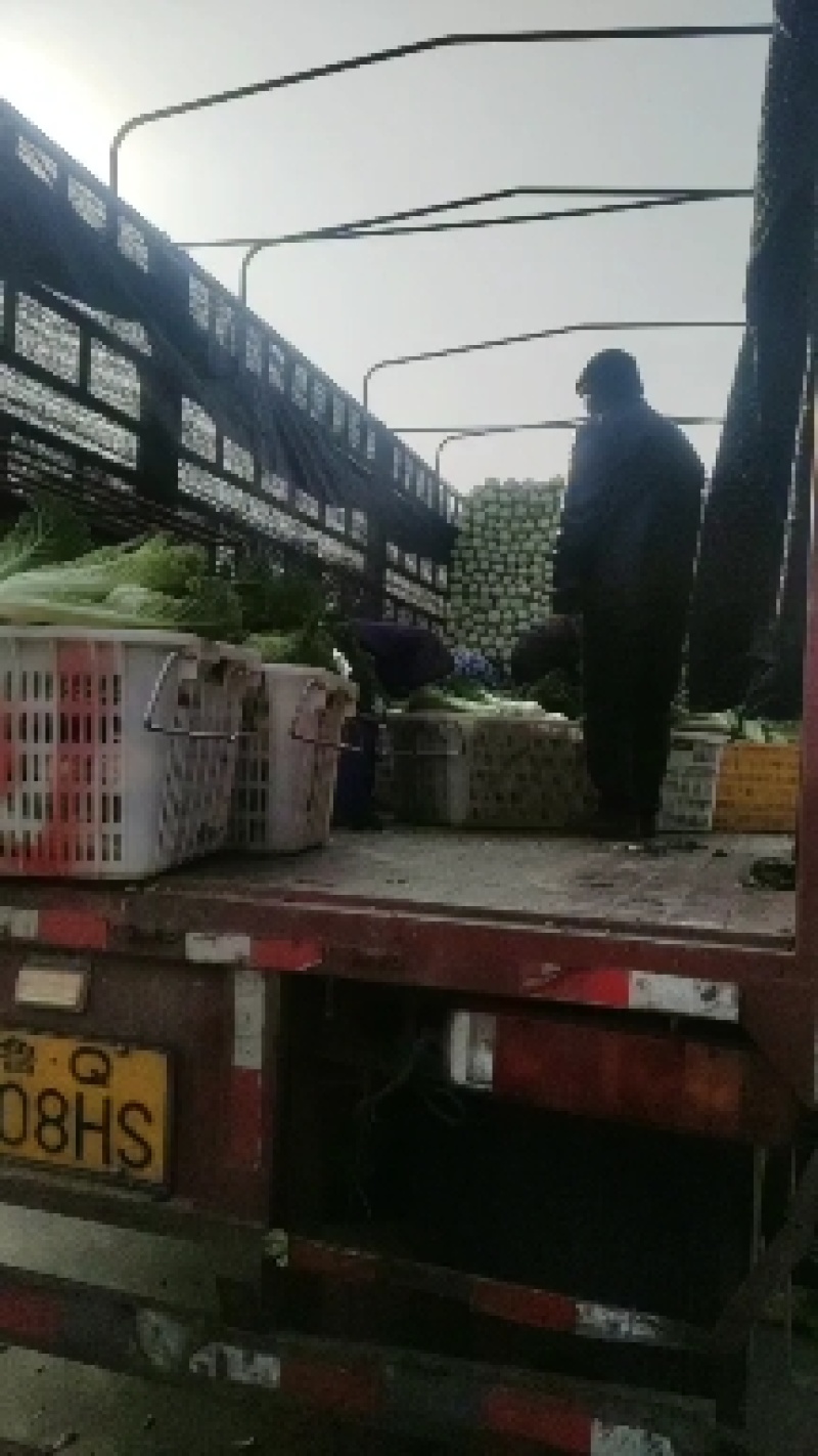 青麻叶大白菜大量上市