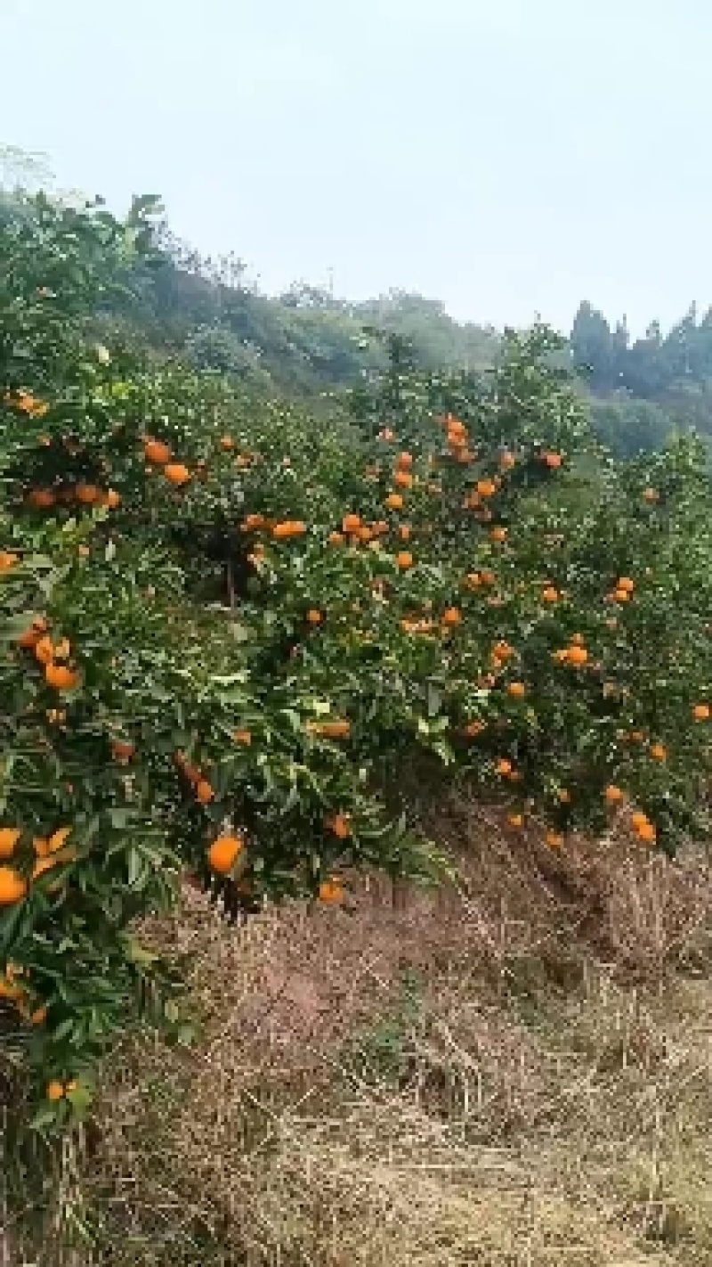 眉山春见柑橘，量大从优，产地直发，欢迎来电咨询