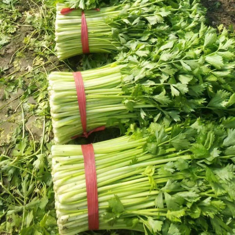 江苏徐州精品小西芹大量有货供应，质量很好，欢迎采购