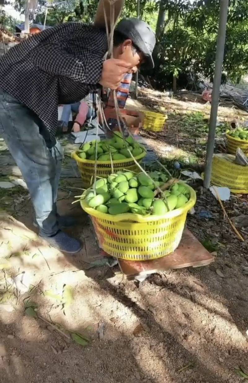 海南贵妃芒