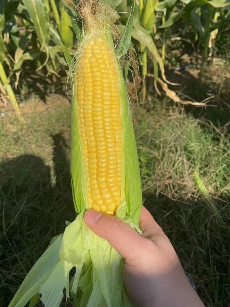 【广东水果玉米】徐闻玉米，太阳花，双色，花白糯对接批发