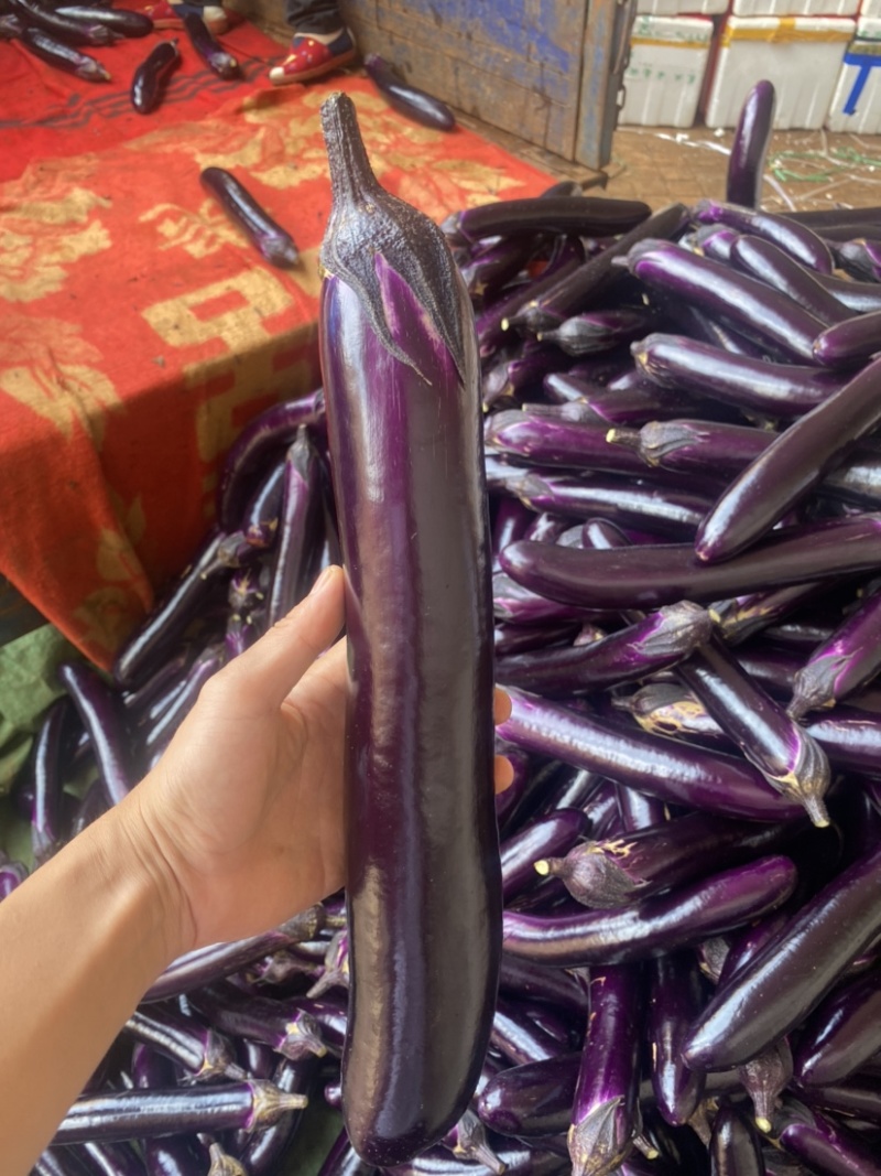 【靓货长茄】广东徐闻茄子，产地发货，销往全国各地质量保证