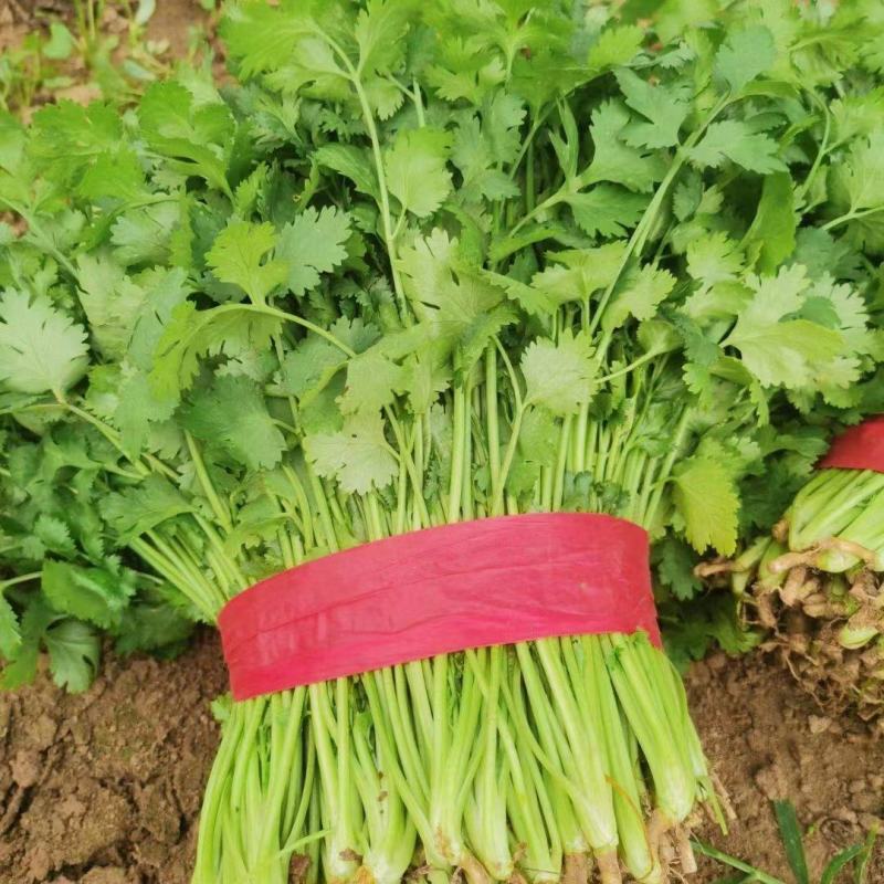 大叶香菜