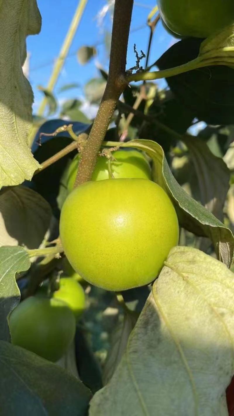 西双版纳苹果枣一件代发云南苹果枣一件代发