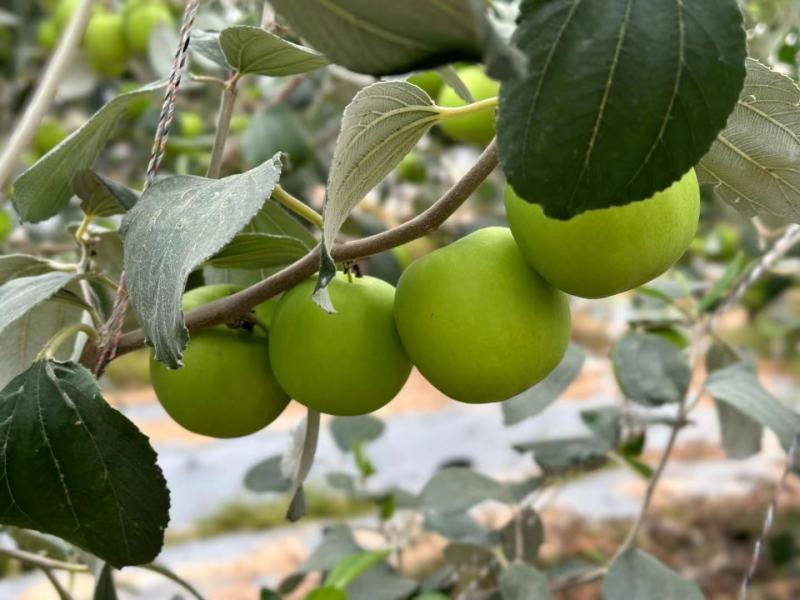 西双版纳苹果枣一件代发云南苹果枣一件代发