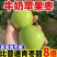 西双版纳苹果枣一件代发云南苹果枣一件代发