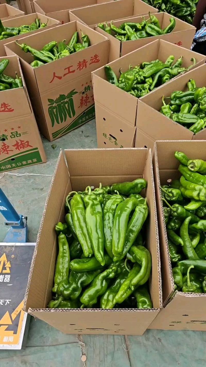 夏邑大棚鲜辣椒精品301辣椒泡椒皮薄量大质量保证量大