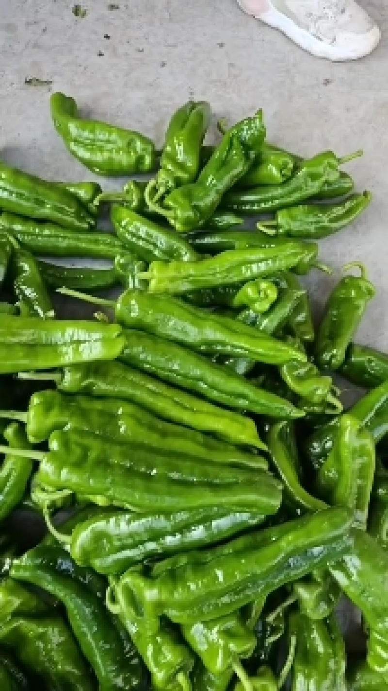 夏邑大棚鲜辣椒精品301辣椒泡椒皮薄量大质量保证量大