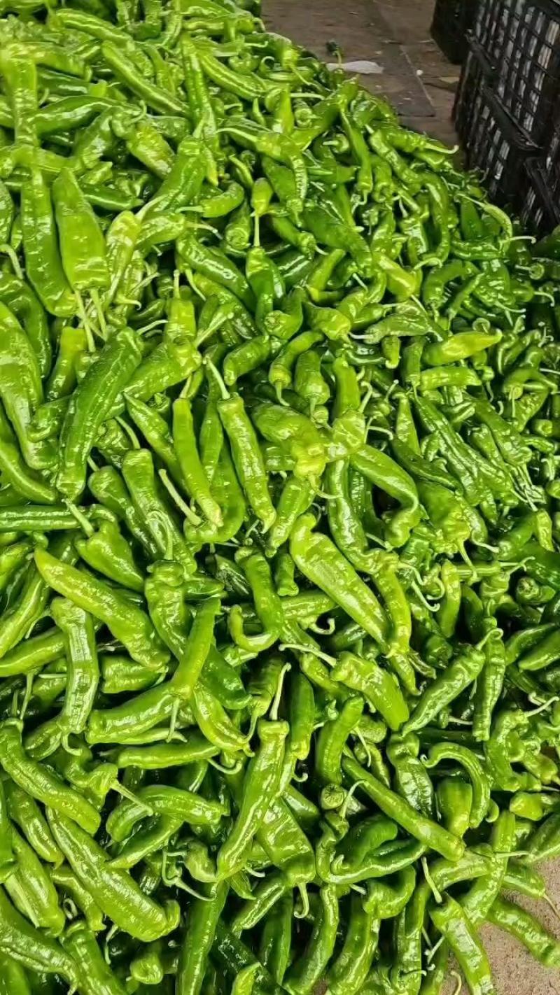 夏邑大棚鲜辣椒精品301辣椒泡椒皮薄量大质量保证量大