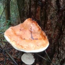 纯野生松树灵芝，冷背中药材