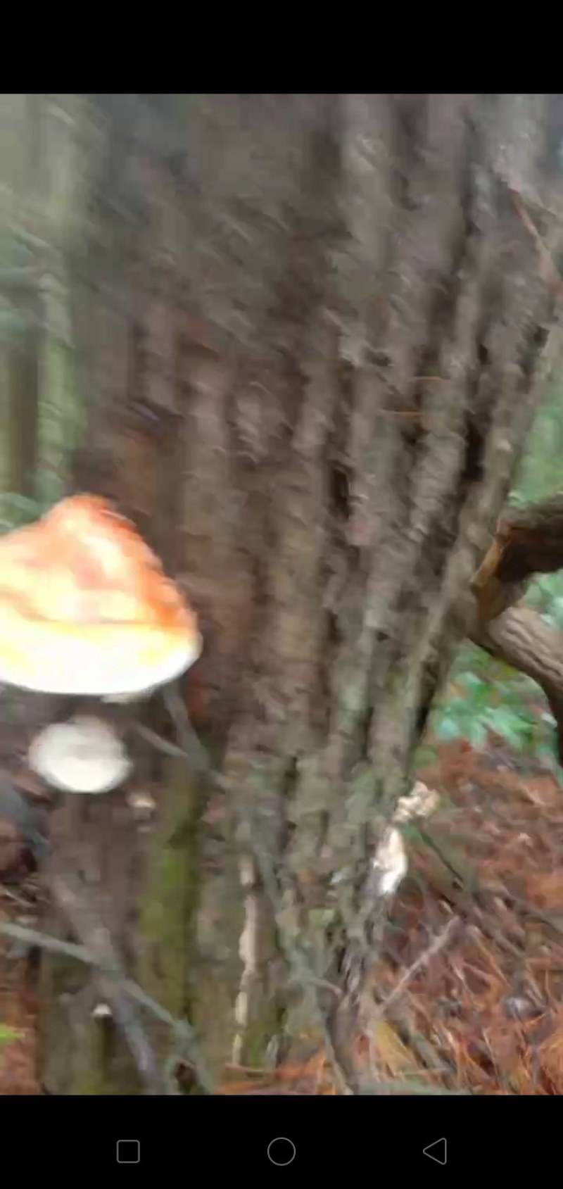 纯野生松树灵芝，冷背中药材