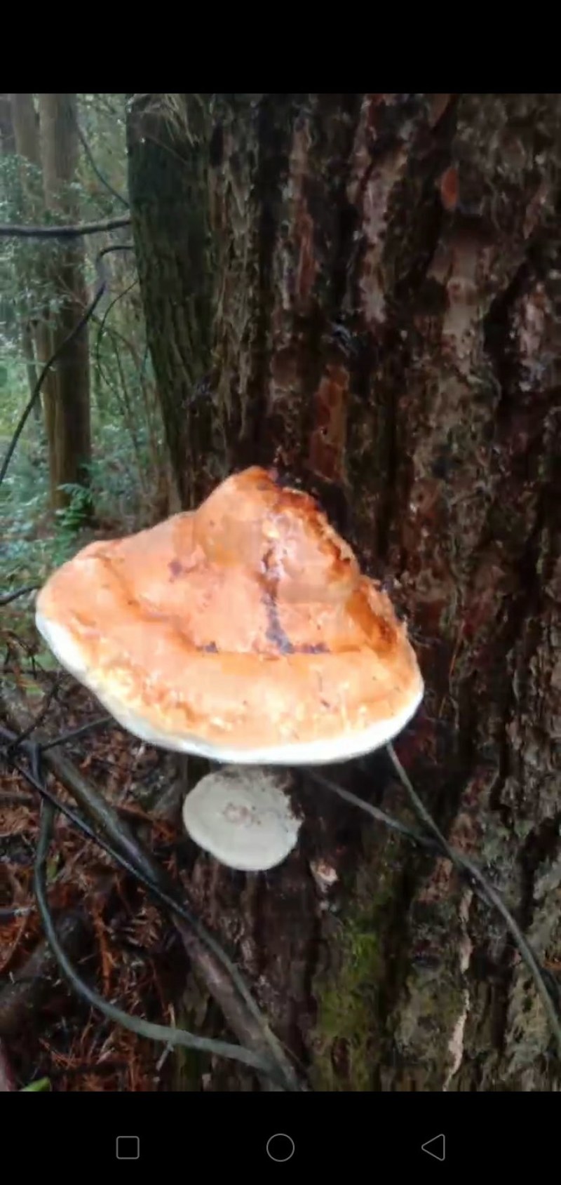 纯野生松树灵芝，冷背中药材