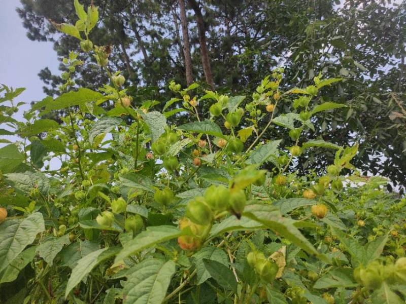 云南优质冰粉籽出售