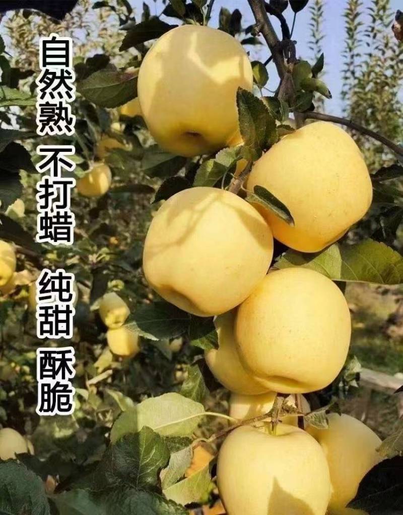 黄金维纳斯75-80果1000斤左右